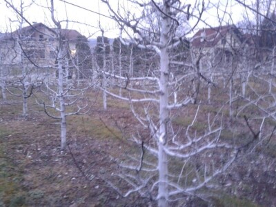 Ivan Kurevija: Voćnjak održavam uz pomoć brata i njegovih stručnih savjeta