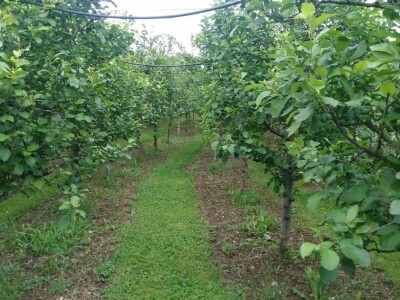 Ivan Kurevija: Voćnjak održavam uz pomoć brata i njegovih stručnih savjeta