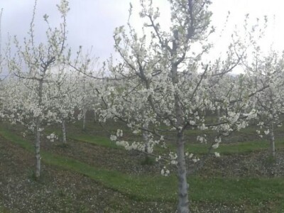 Ivan Kurevija: Voćnjak održavam uz pomoć brata i njegovih stručnih savjeta