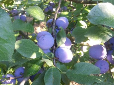 Ivan Kurevija: Voćnjak održavam uz pomoć brata i njegovih stručnih savjeta