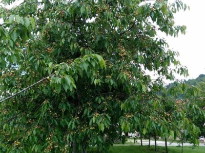 Ivan Kurevija: Voćnjak održavam uz pomoć brata i njegovih stručnih savjeta