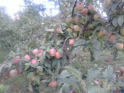 Ivan Kurevija: Voćnjak održavam uz pomoć brata i njegovih stručnih savjeta