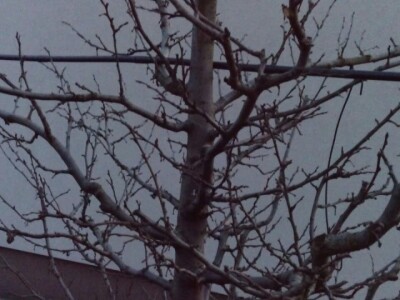 Ivan Kurevija: Voćnjak održavam uz pomoć brata i njegovih stručnih savjeta