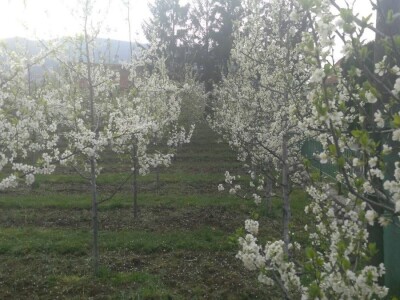 Ivan Kurevija: Voćnjak održavam uz pomoć brata i njegovih stručnih savjeta