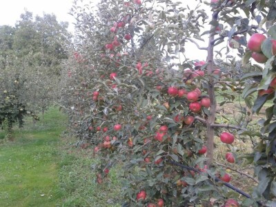 Ivan Kurevija: Voćnjak održavam uz pomoć brata i njegovih stručnih savjeta