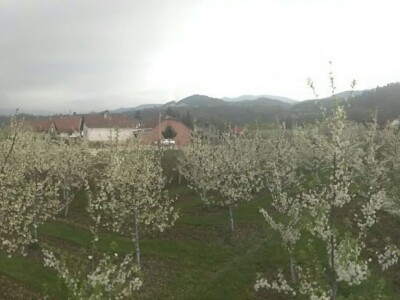Ivan Kurevija: Voćnjak održavam uz pomoć brata i njegovih stručnih savjeta