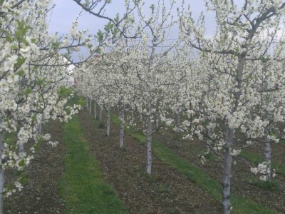 Ivan Kurevija: Voćnjak održavam uz pomoć brata i njegovih stručnih savjeta