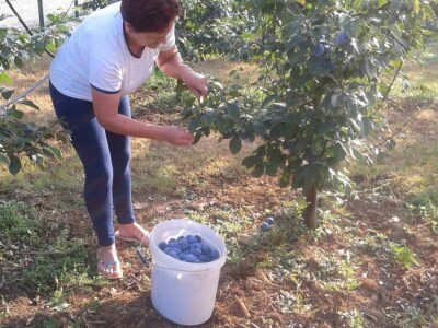 Ivan Kurevija: Voćnjak održavam uz pomoć brata i njegovih stručnih savjeta