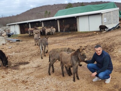 Svinjogojstvo u Studencima