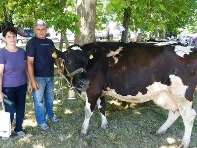 Ivan Putnik sa ženom Dragicom uz muznu kravu Garavu iz svoje farme, šampionku u proizvodnji mlijeka