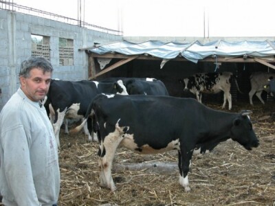 Ivan Putnik i njegove krave u Brnazama