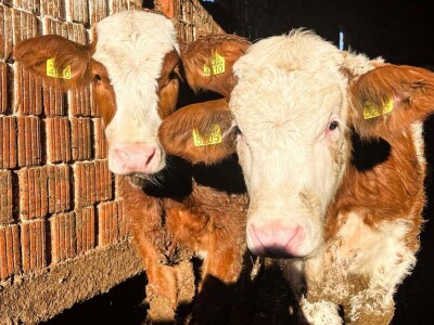 Ivana Lukić - vari, brusi i popravlja mehanizaciju Ivana Lukić - vari, brusi i popravlja mehanizaciju