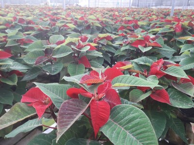 Ivana Marjanović: Prilikom kupovine Božične zvijezde, birajte one koje imaju puno listova