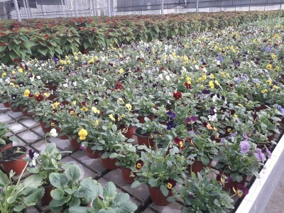 Ivana Marjanović: Prilikom kupovine Božične zvijezde, birajte one koje imaju puno listova