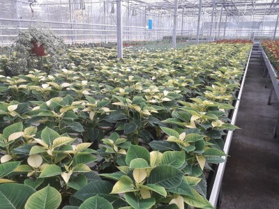 Ivana Marjanović: Prilikom kupovine Božične zvijezde, birajte one koje imaju puno listova