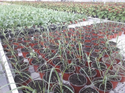 Ivana Marjanović: Prilikom kupovine Božične zvijezde, birajte one koje imaju puno listova