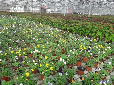 Ivana Marjanović: Prilikom kupovine Božične zvijezde, birajte one koje imaju puno listova