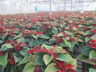 Ivana Marjanović: Prilikom kupovine Božične zvijezde, birajte one koje imaju puno listova