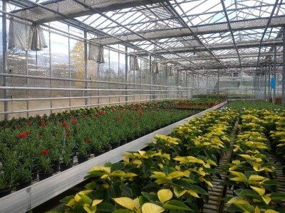 Ivana Marjanović: Prilikom kupovine Božične zvijezde, birajte one koje imaju puno listova