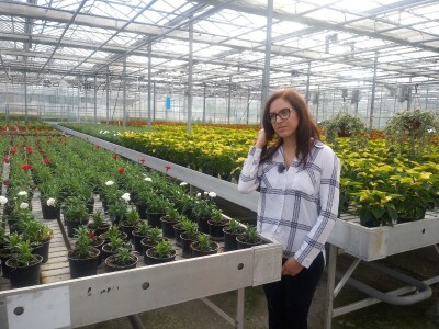 Ivana Marjanović: Prilikom kupovine Božične zvijezde, birajte one koje imaju puno listova