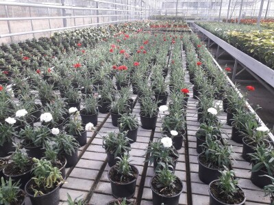 Ivana Marjanović: Prilikom kupovine Božične zvijezde, birajte one koje imaju puno listova