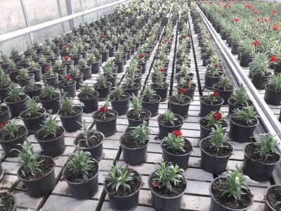 Ivana Marjanović: Prilikom kupovine Božične zvijezde, birajte one koje imaju puno listova