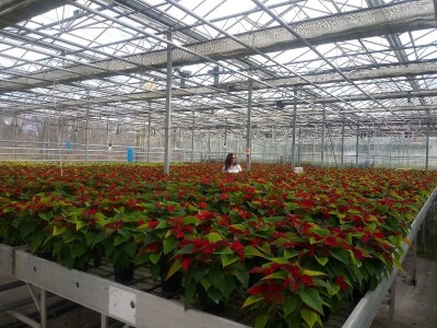 Ivana Marjanović: Prilikom kupovine Božične zvijezde, birajte one koje imaju puno listova