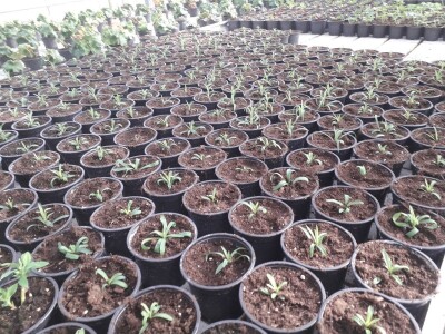 Ivana Marjanović: Prilikom kupovine Božične zvijezde, birajte one koje imaju puno listova