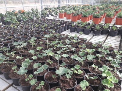 Ivana Marjanović: Prilikom kupovine Božične zvijezde, birajte one koje imaju puno listova