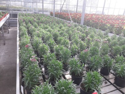 Ivana Marjanović: Prilikom kupovine Božične zvijezde, birajte one koje imaju puno listova