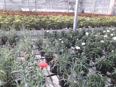 Ivana Marjanović: Prilikom kupovine Božične zvijezde, birajte one koje imaju puno listova