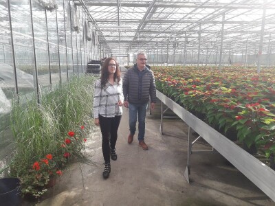 Ivana Marjanović: Prilikom kupovine Božične zvijezde, birajte one koje imaju puno listova