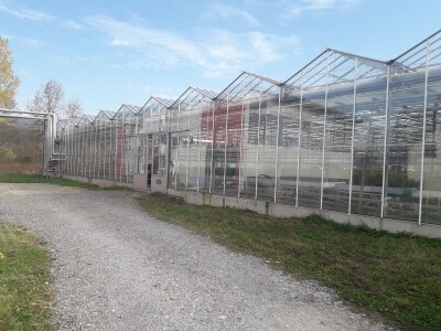 Ivana Marjanović: Prilikom kupovine Božične zvijezde, birajte one koje imaju puno listova