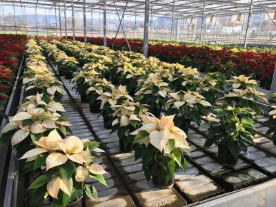 Ivana Marjanović: Prilikom kupovine Božične zvijezde, birajte one koje imaju puno listova