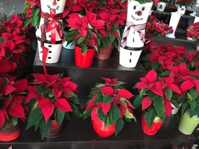 Ivana Marjanović: Prilikom kupovine Božične zvijezde, birajte one koje imaju puno listova