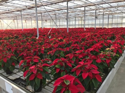 Ivana Marjanović: Prilikom kupovine Božične zvijezde, birajte one koje imaju puno listova