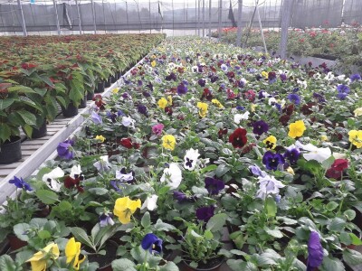 Ivana Marjanović: Prilikom kupovine Božične zvijezde, birajte one koje imaju puno listova