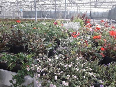 Ivana Marjanović: Prilikom kupovine Božične zvijezde, birajte one koje imaju puno listova