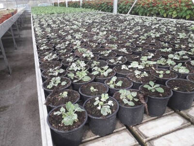 Ivana Marjanović: Prilikom kupovine Božične zvijezde, birajte one koje imaju puno listova