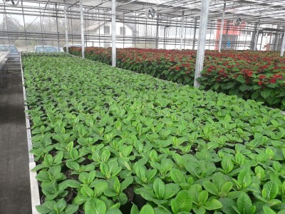 Ivana Marjanović: Prilikom kupovine Božične zvijezde, birajte one koje imaju puno listova