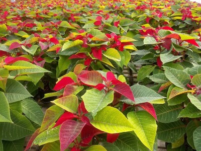 Ivana Marjanović: Prilikom kupovine Božične zvijezde, birajte one koje imaju puno listova