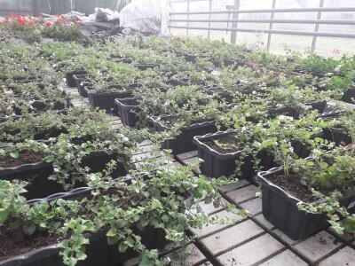 Ivana Marjanović: Prilikom kupovine Božične zvijezde, birajte one koje imaju puno listova