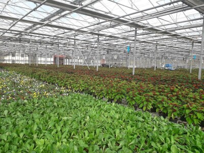 Ivana Marjanović: Prilikom kupovine Božične zvijezde, birajte one koje imaju puno listova