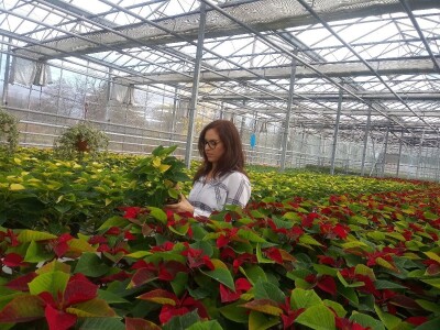 Ivana Marjanović: Prilikom kupovine Božične zvijezde, birajte one koje imaju puno listova