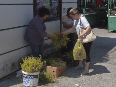 Ivanjdansko cveće i venci
