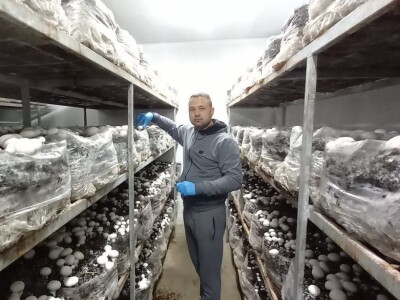 Ivanjica - Mladi bračni par uzgaja šampinjone