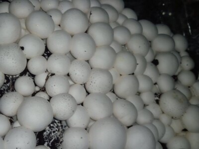 Ivanjica - Mladi bračni par uzgaja šampinjone