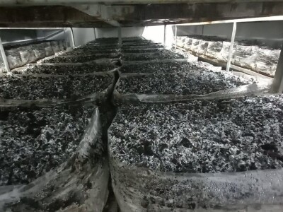 Ivanjica - Mladi bračni par uzgaja šampinjone