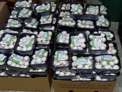 Ivanjica - Mladi bračni par uzgaja šampinjone