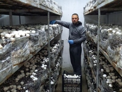 Ivanjica - Mladi bračni par uzgaja šampinjone